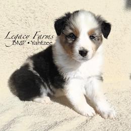 BMF Yahtzee - Blue merle female Australian Shepherd puppy in Shelby, Alabama from Legacy Farms