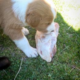 English Shepherd Puppies from Town & Country English Shepherds