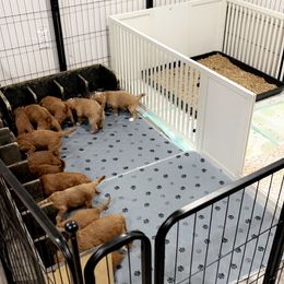 Goldendoodle Puppies from Life_on. Paws