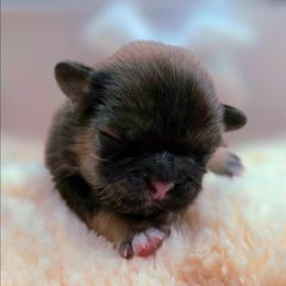 Hyacinth (yellow) - Sable female Shih Tzu puppy in Richmond, Texas from Aleka Shih Tzu
