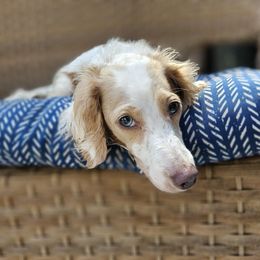 Pearl - Dachshund