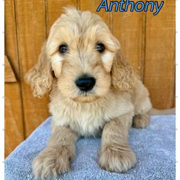 Anthony - Cream male Goldendoodle puppy in Caddo Mills, Texas from Fire Wife Doodles