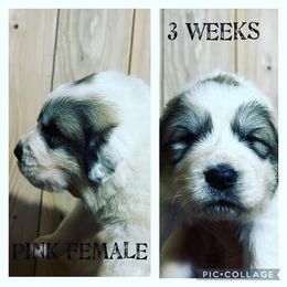 Girl 5 - Great Pyrenees puppy in Gibsonia, Pennsylvania from Little Deer Creek Farm AKC Great Pyrenees