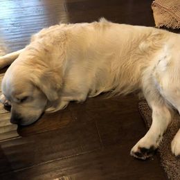 Golden Retriever Puppies from West Coast Cream Goldens