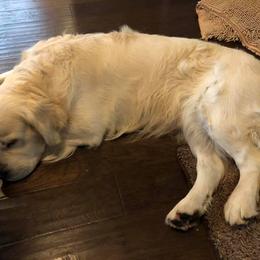 Golden Retriever Puppies from West Coast Cream Goldens