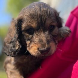 Dachshunds from Smokey Hollow Dachshunds