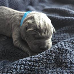Blue Collar - Gray male Cane Corso puppy in Henry, Virginia from Hardradas Dynasty Cane Corso