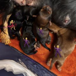 Morkie puppies from Patty’s Paws