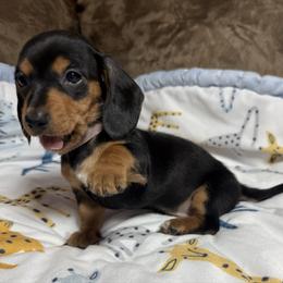 Girl 6 (pink) - Black and tan female Dachshund puppy in Cypress, Texas from Sweet Little Churros