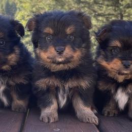 Companion Crosses, Goldendoodles, Pomeranians, and Yorkshire Terriers from Dbos Furry Friends