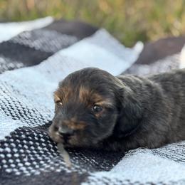 Brindle boy - Brindle male Dachshund puppy in Crestview, Florida from Neverending Dachies
