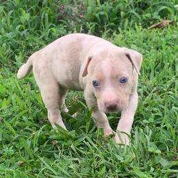 Pink collar female - Blue merle female Catahoula Leopard Dog puppy in Gadsden, Alabama from Rich Cat’s