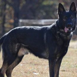 Belgian Malinois, German Shepherds, and xDutch Shepherds from EVO K9