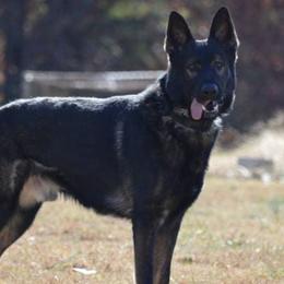 Belgian Malinois, German Shepherds, and xDutch Shepherds from EVO K9