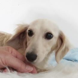 Peaches - Dachshund