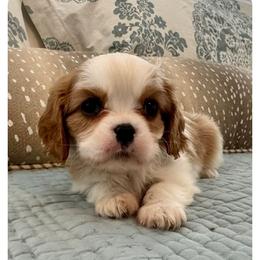 Blenheim Boy 2 - Blenheim male Cavalier King Charles Spaniel puppy in Grand Prairie, Texas from Westchester Cavaliers