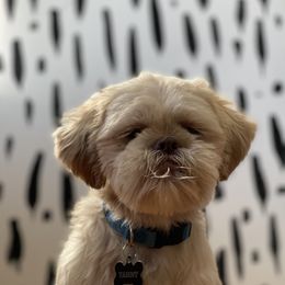 Shih Tzu Puppies from Shihtzus.Sc