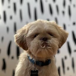 Shih Tzu Puppies from Shihtzus.Sc
