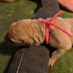 Pink - Deadgrass Chesapeake Bay Retriever puppy in Winneconne, Wisconsin from Lone Willow Chesapeakes