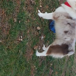 Hooey - Australian Shepherd