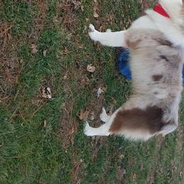 Hooey - Australian Shepherd