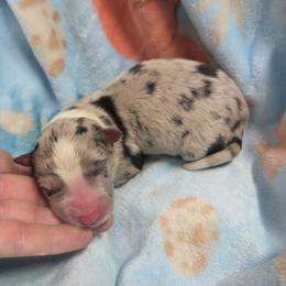 Atlas - Blue merle male Border Collie puppy in Gary, Indiana from Lake Ridge Border Collies