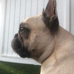 Molly - French Bulldog