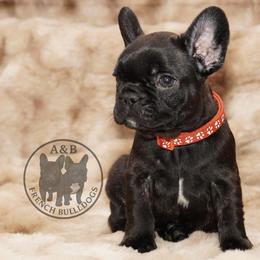 Girl 4 - Brindle female French Bulldog puppy in Schaumburg, Illinois from A & B French Bulldogs
