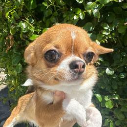 Nova - Red and white female Chihuahua puppy in El Sobrante, California from Dolce Coco Chihuahuas