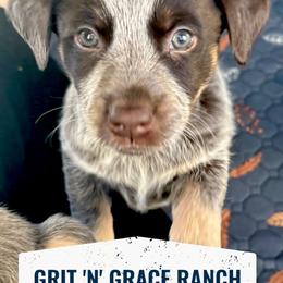 Australian Cattle Dog Puppies from Grit ‘n’ Grace Ranch