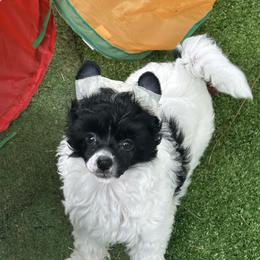 Linus - White and black male Chinese Crested puppy in Florida from BryMar Chinese Cresteds