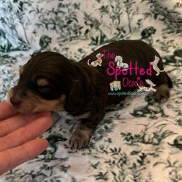 Chocolate and cream male - Chocolate and cream male Dachshund puppy in Scroggins, Texas from The Spotted Doxie