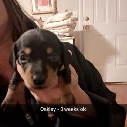 Oakley- Black and Tan Girl (yellow) - Black and tan female Dachshund puppy in Aragon, Georgia from Daschunds Unlimited
