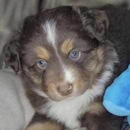 Noel - Black tri male Miniature Australian Shepherd puppy in Lincoln, California from Elegant Aussies