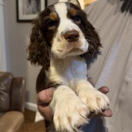 Atlas - Liver white and tan male English Springer Spaniel puppy in Fort White, Florida from Thunderbird Springers
