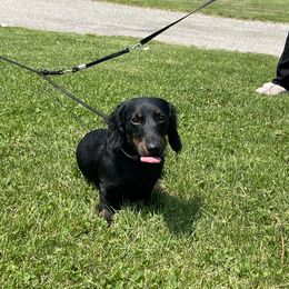 Dachshund Puppies from Cogsworth Cromwell Dachshunds of South West Michigan
