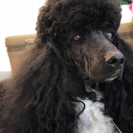 Poodles from Taylor's Standard Poodles