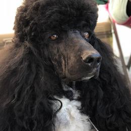 Poodles from Taylor's Standard Poodles