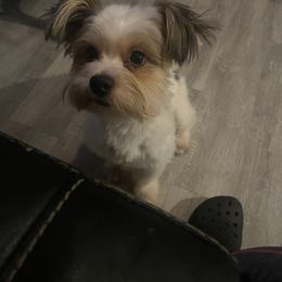 Prince - Yorkshire Terrier