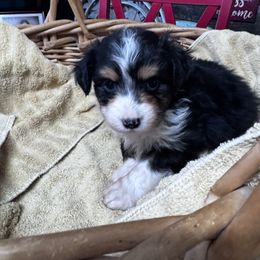 Ted - Black tri male Miniature Australian Shepherd puppy in Mount Airy, North Carolina from Brickell Farms