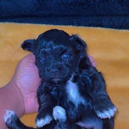 Coco - Black and white female Shihpoo puppy in Cane Savannah, South Carolina from Dws_kennelservices