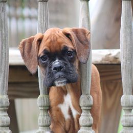 Cara - Fawn female Boxer puppy in Pennsylvania from Anthony's Boxers