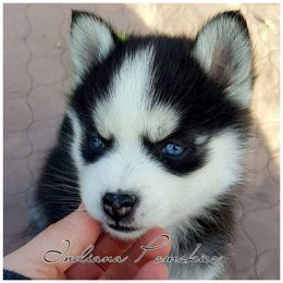 Pomsky Puppies from Indiana Pomsky