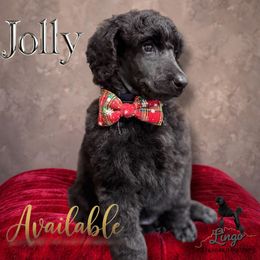 Jolly - Black male Poodle puppy in Nederland, Texas from Lingo Standard Poodles