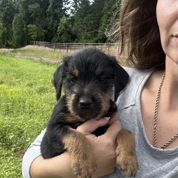 Jagdterrier Puppies from Oregon Jagdterrier
