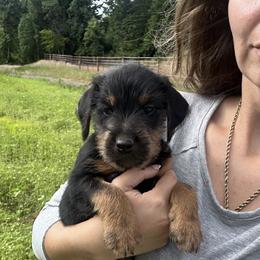 Jagdterrier Puppies from Oregon Jagdterrier