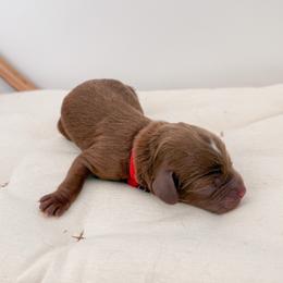 Bagel - Red male Cavapoo puppy in Apache Junction, Arizona from Coffey House Doodles