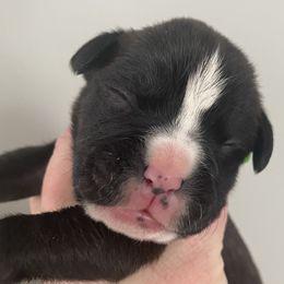 Boy 1 - Boxer puppy in Dickson, Tennessee from Braun's Boxers