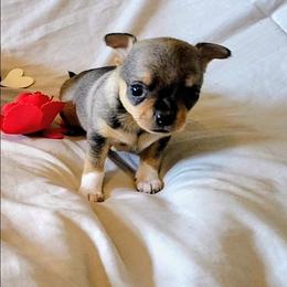 Banana Puddin - Chocolate sabled fawn male Chihuahua puppy in Weatherford, Texas from Small and Mighty Chihuahuas