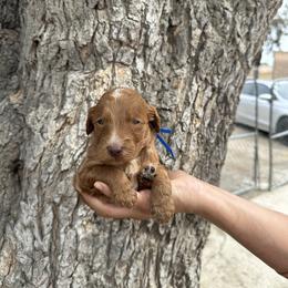 Blue collar - Red  male Goldendoodle puppy in Bakersfield, California from Cisneros Goldendoodles